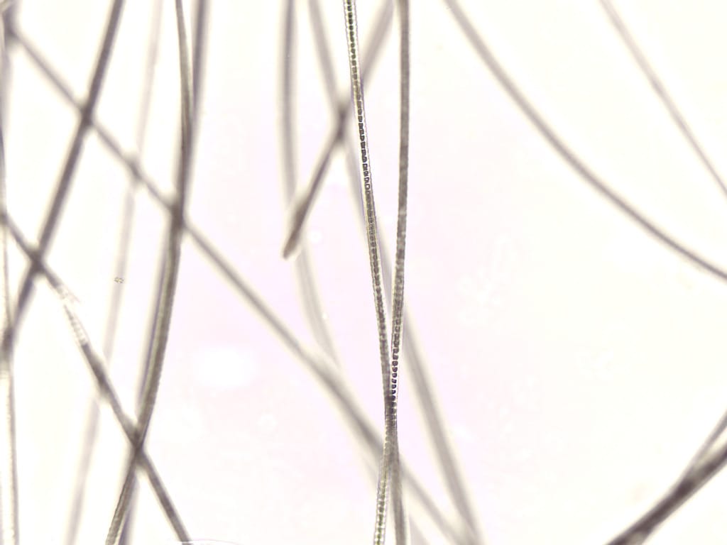 Ward's® Whole-Mounted Hair Slides