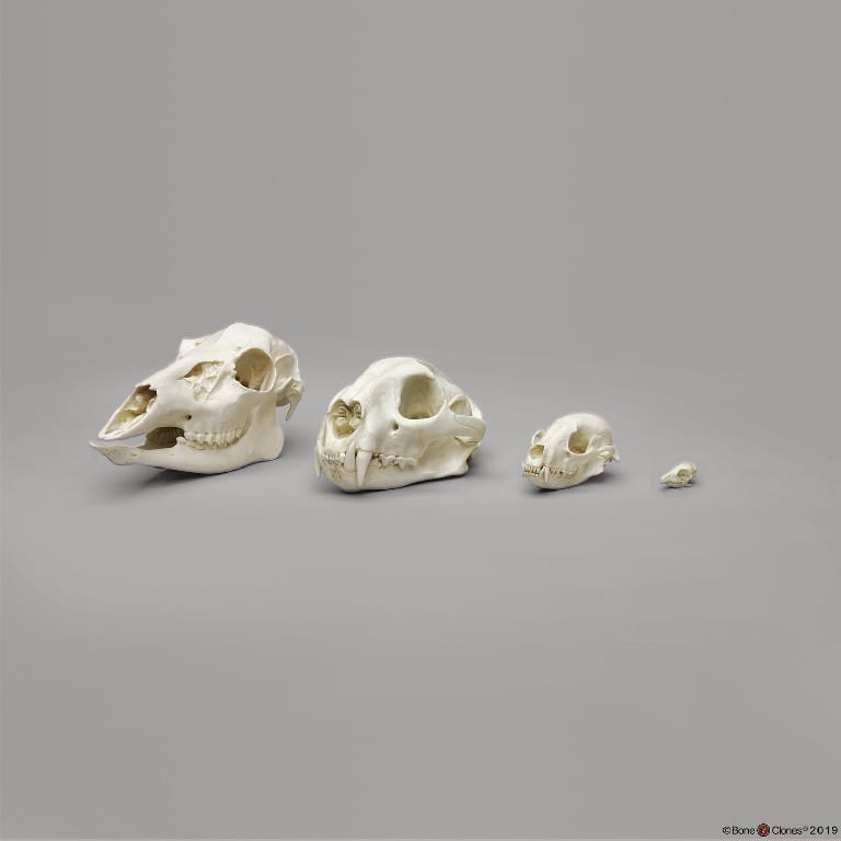BoneClones® Dietary Comparison Economy Skull Set