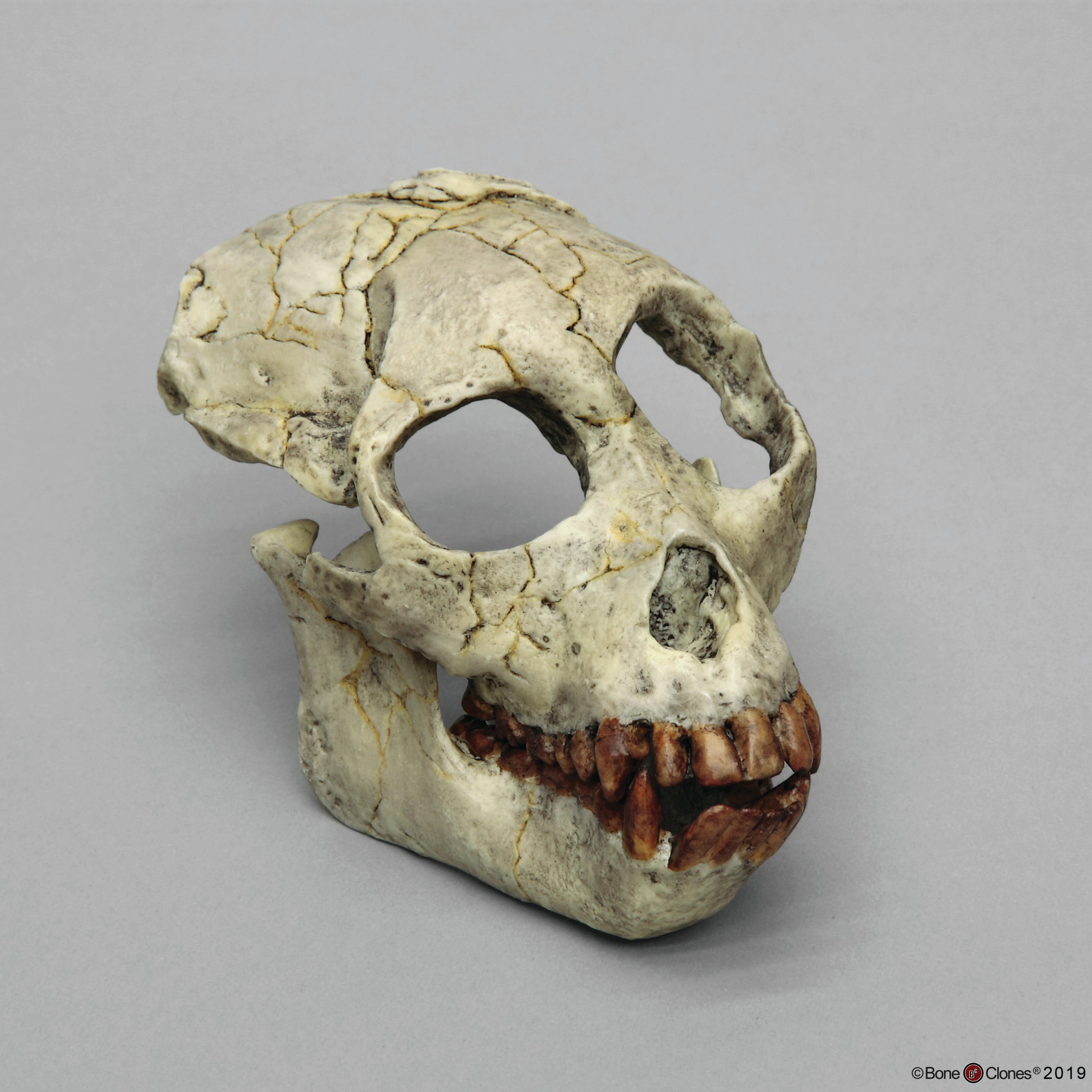 Bone Clones® Hominids Skull Series