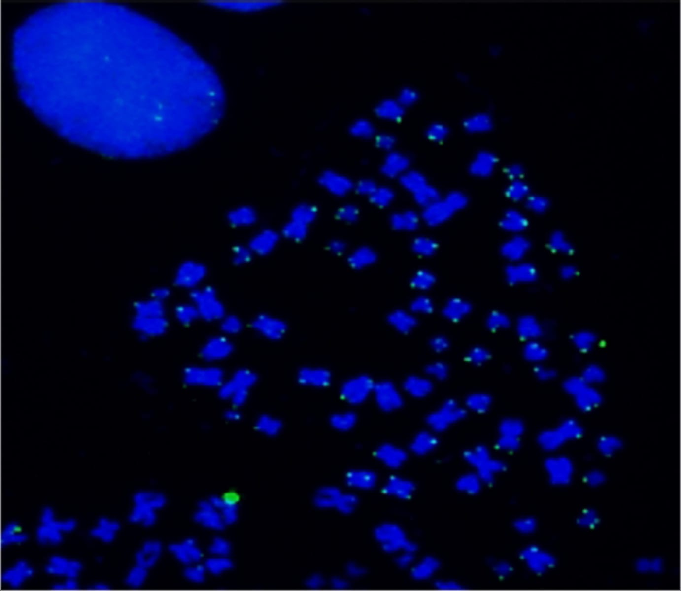 ReadiLink™ iFluor® 488 FISH Fluorescence Imaging Kit | VWR, part of Avantor