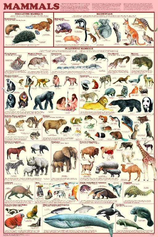 Content-Intensive Info Posters