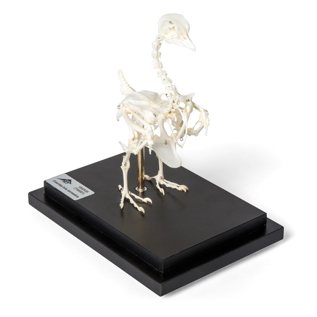 Pigeon Skeleton