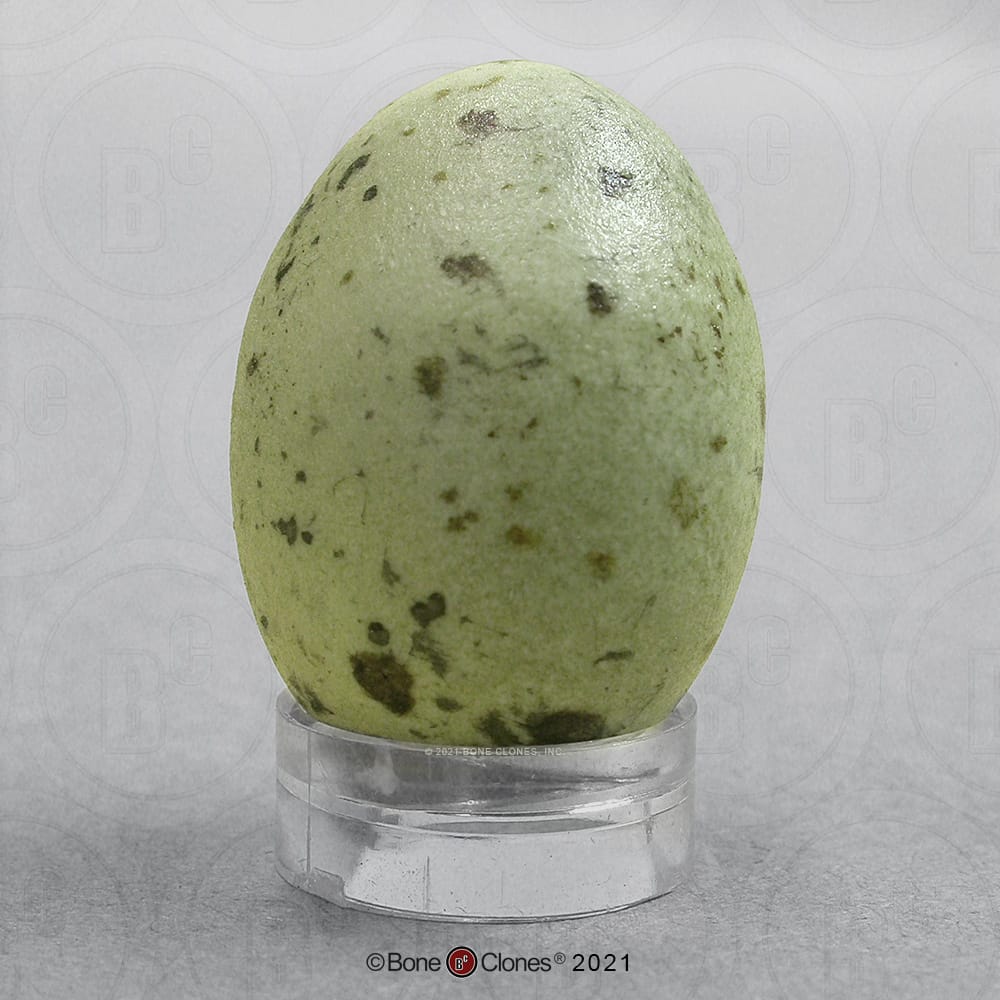 Bone Clones® North American Bird Eggs