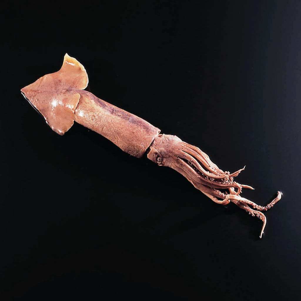 Formalin Preserved Squids