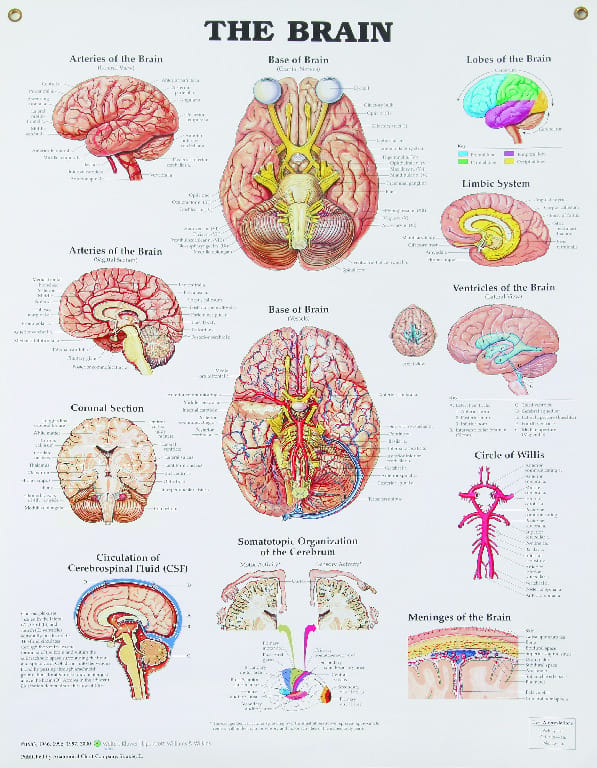 The Brain Poster