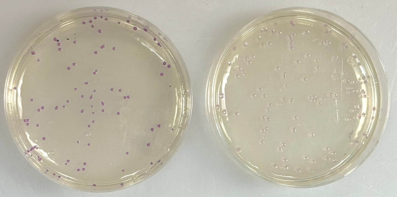 Edvotek® Code Breakers: Using Crispr to Rewrite Genetics