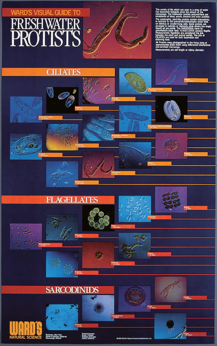 Ward's® Dichotomous Key To Free-Living Protists
