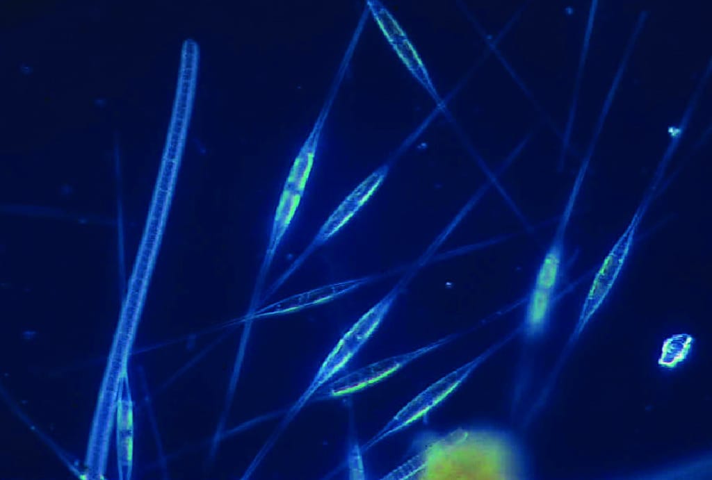 Ward's® Marine Plankton