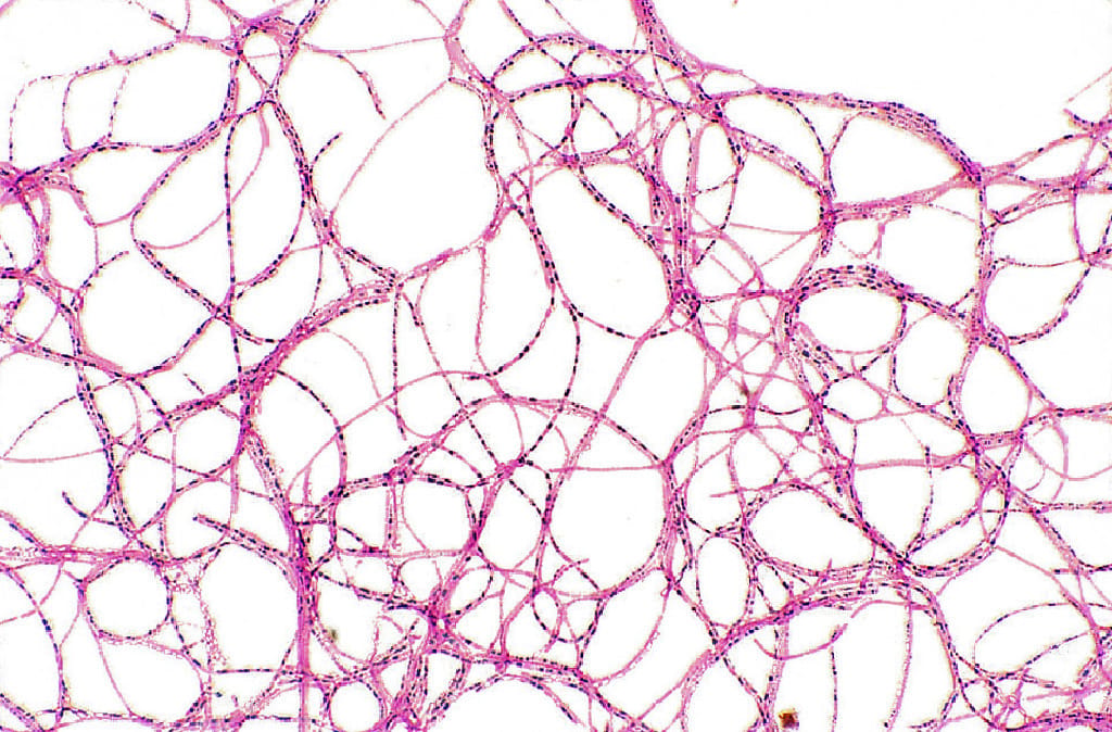 Ward's® Bacterial Form and Structure Slides