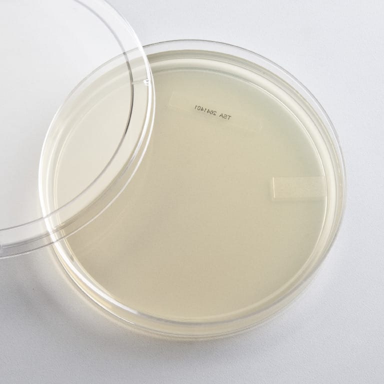 Prepared Tryptic Soy Agar Media