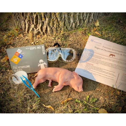 Forensic Investigation: Stages of Decomposition in Fetal Pigs