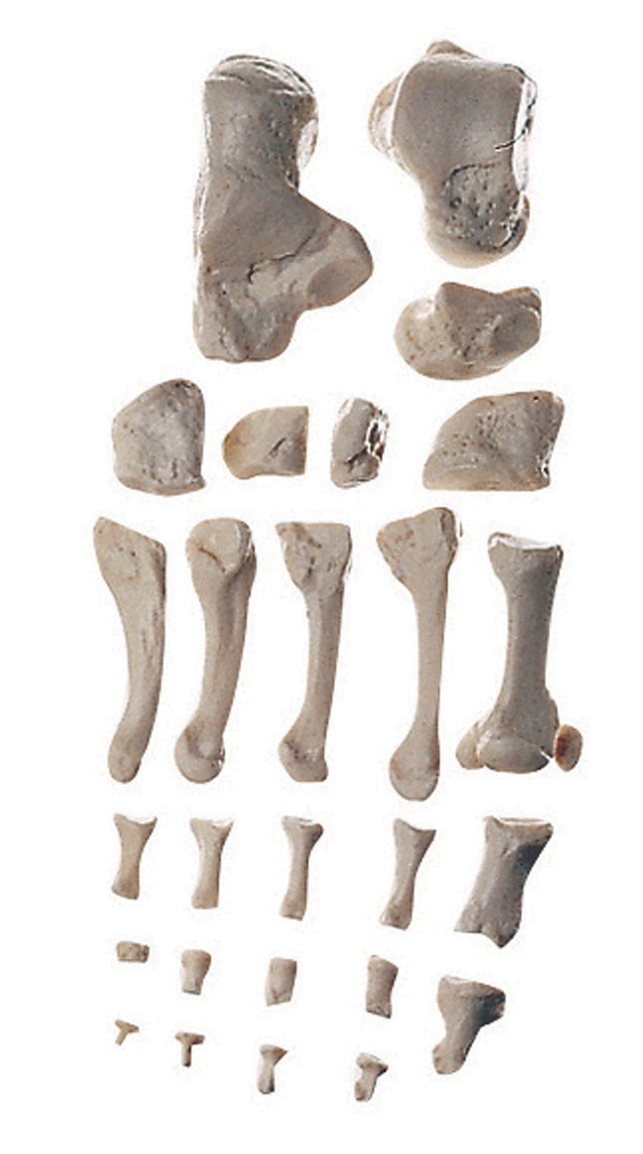 Somso® Individual Human Bones