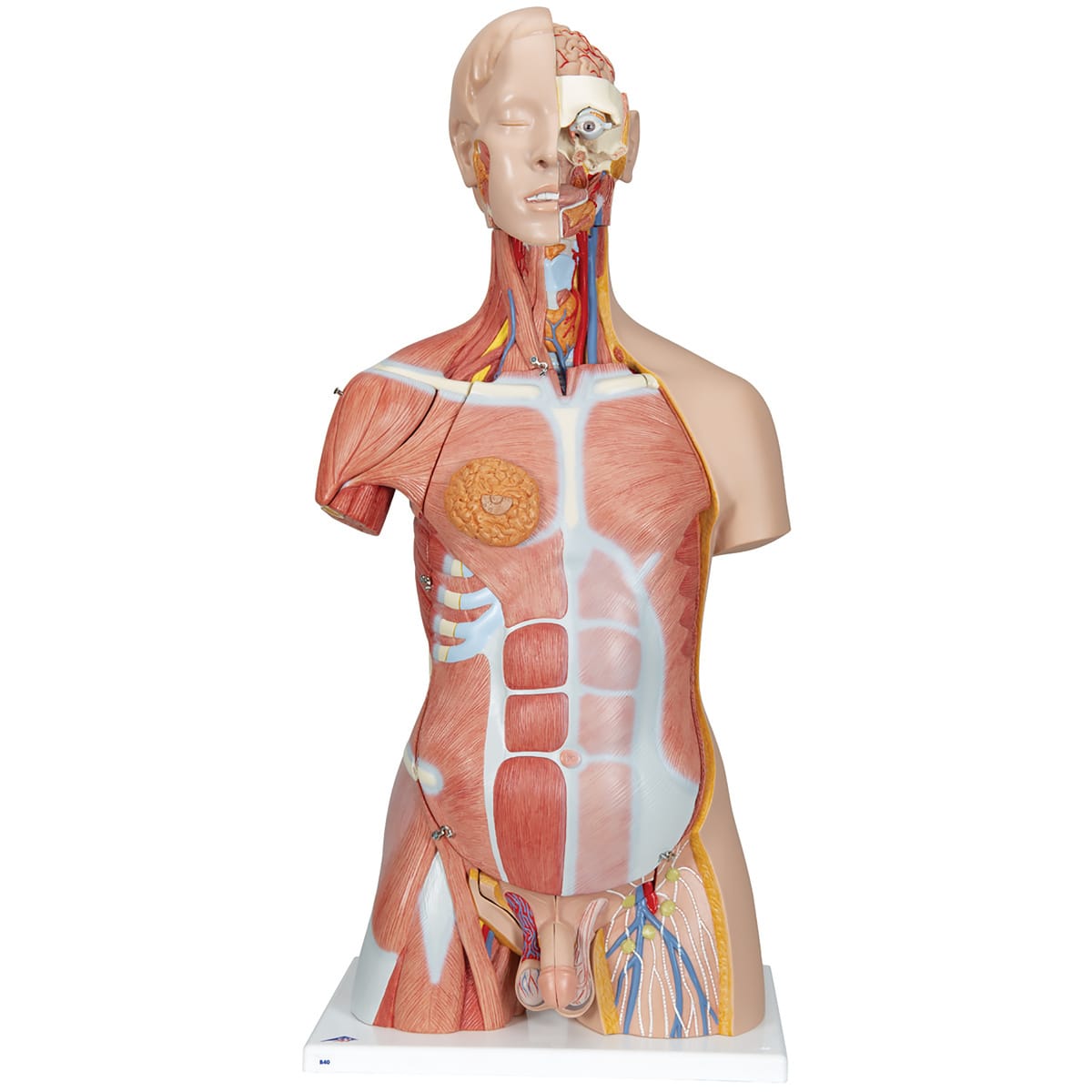 3B Scientific® Muscular Dual Sex Torso