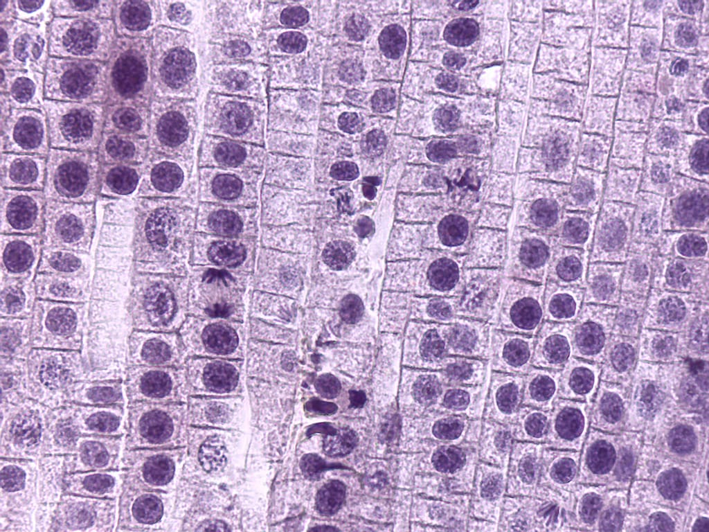 Mitochondria Slide
