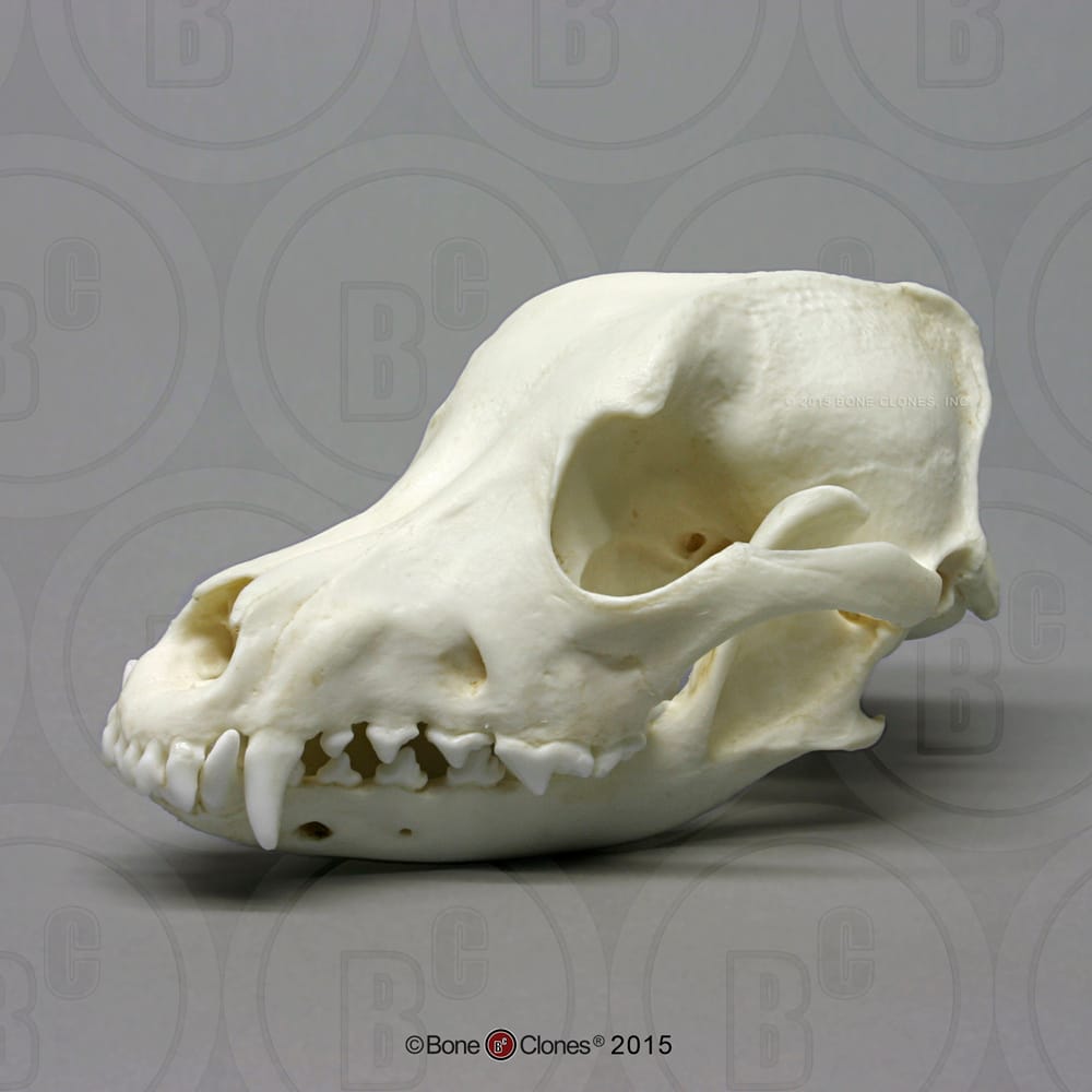 Bone Clones® Airedale Skull