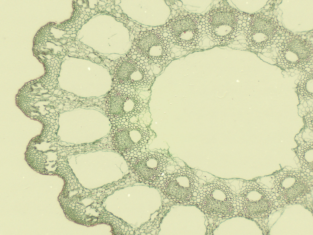 Equisetum, Aerials Stem Slide