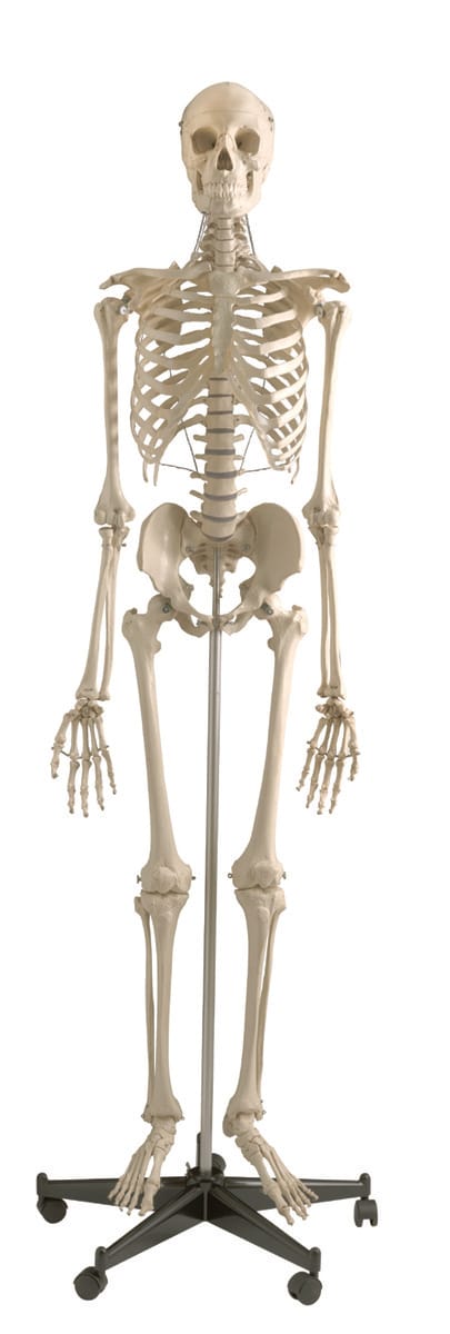 Rudiger® Life-Size Human Skeleton Model