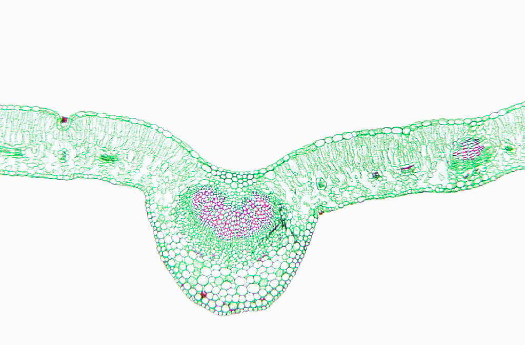 High School Biology Slide Set