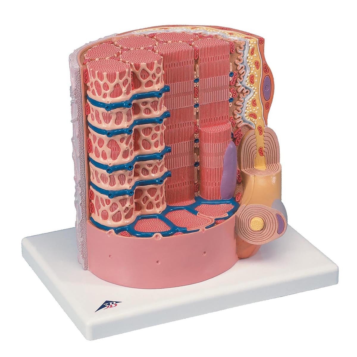 3B Scientific® MICROanatomy™ Muscle Fiber Model