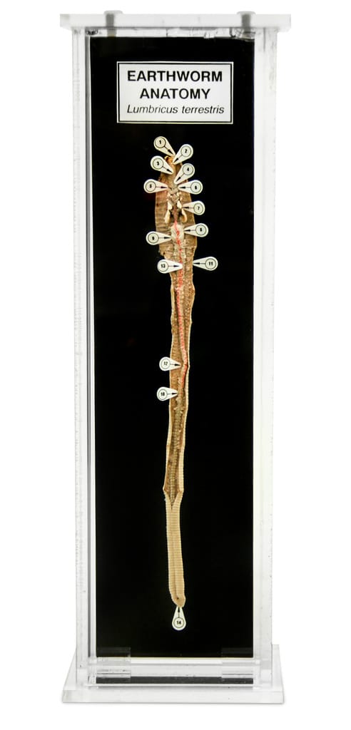 Ward's® Earthworm Anatomy Museum Mount
