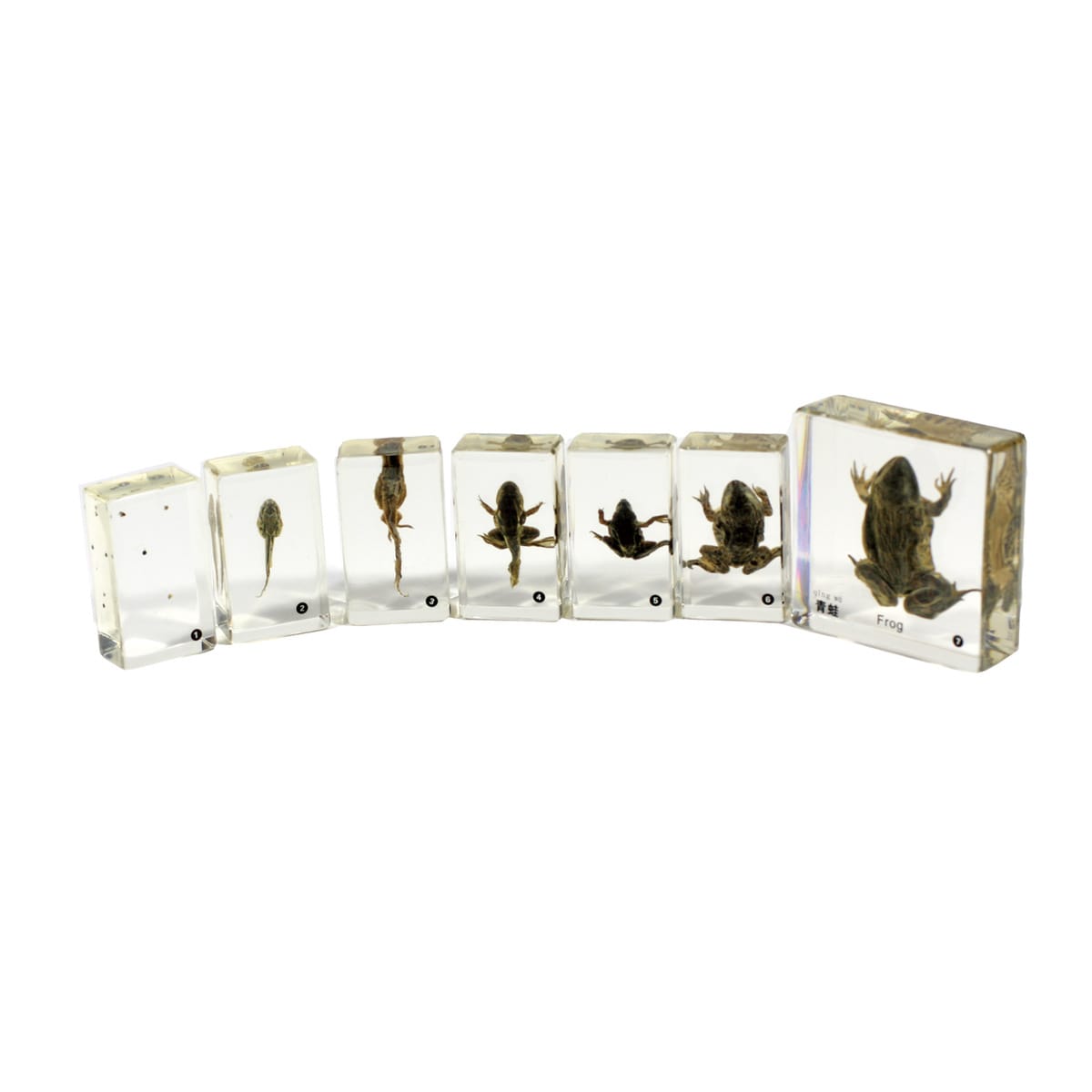 Frog Life Cycle Plastomount Set of 7