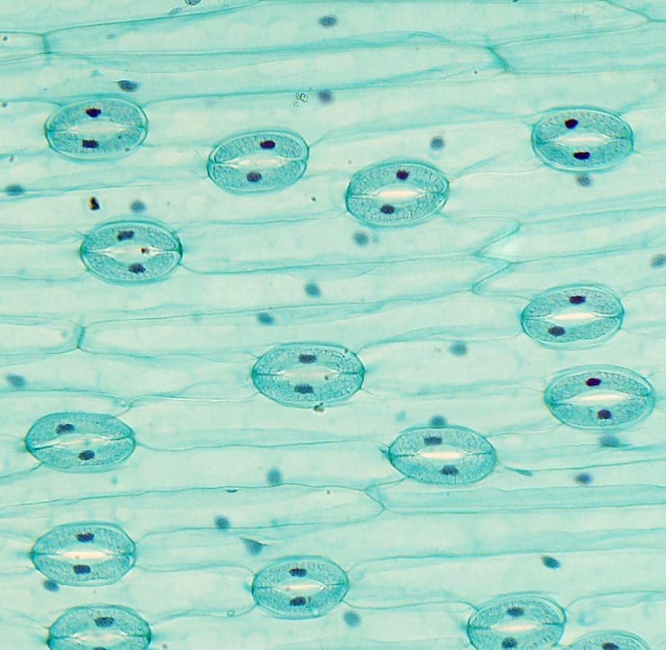 Introductory Plant Microscope Slides