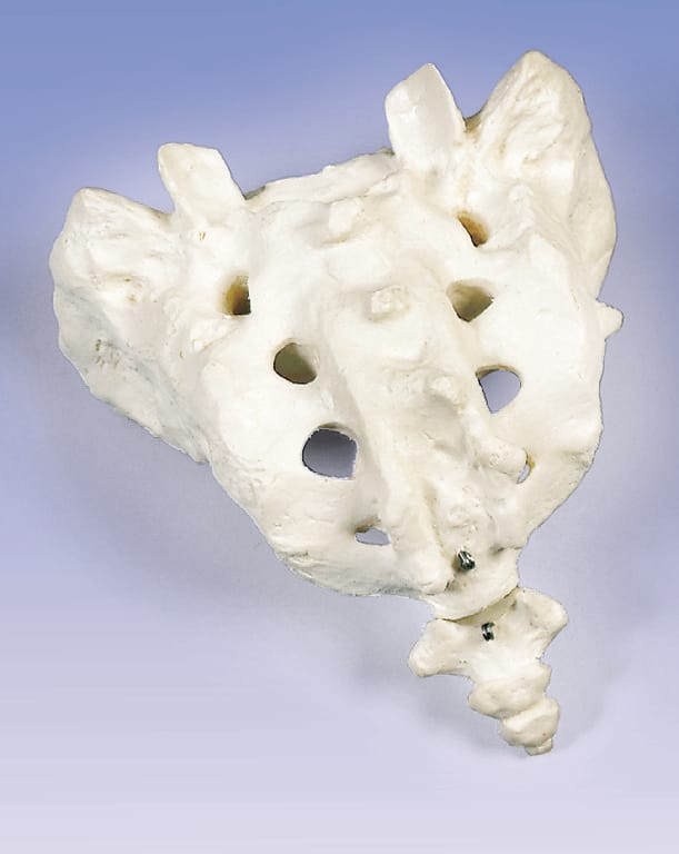 3B Scientific® Individual Bones