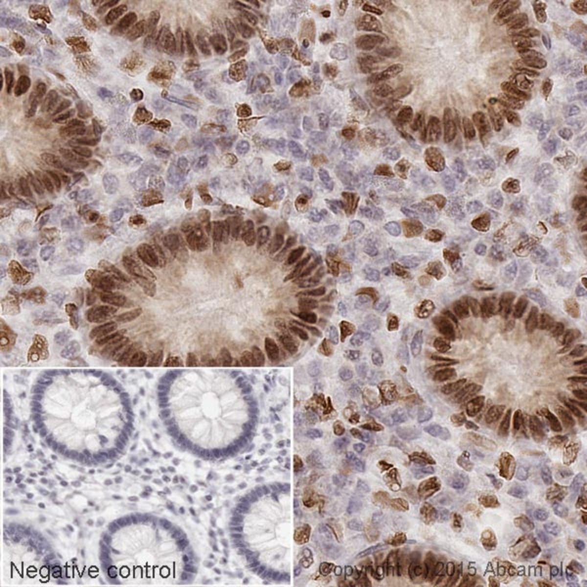 Anti-Histone H1.0 Mouse Monoclonal Antibody [clone: 27] | VWR, part of ...
