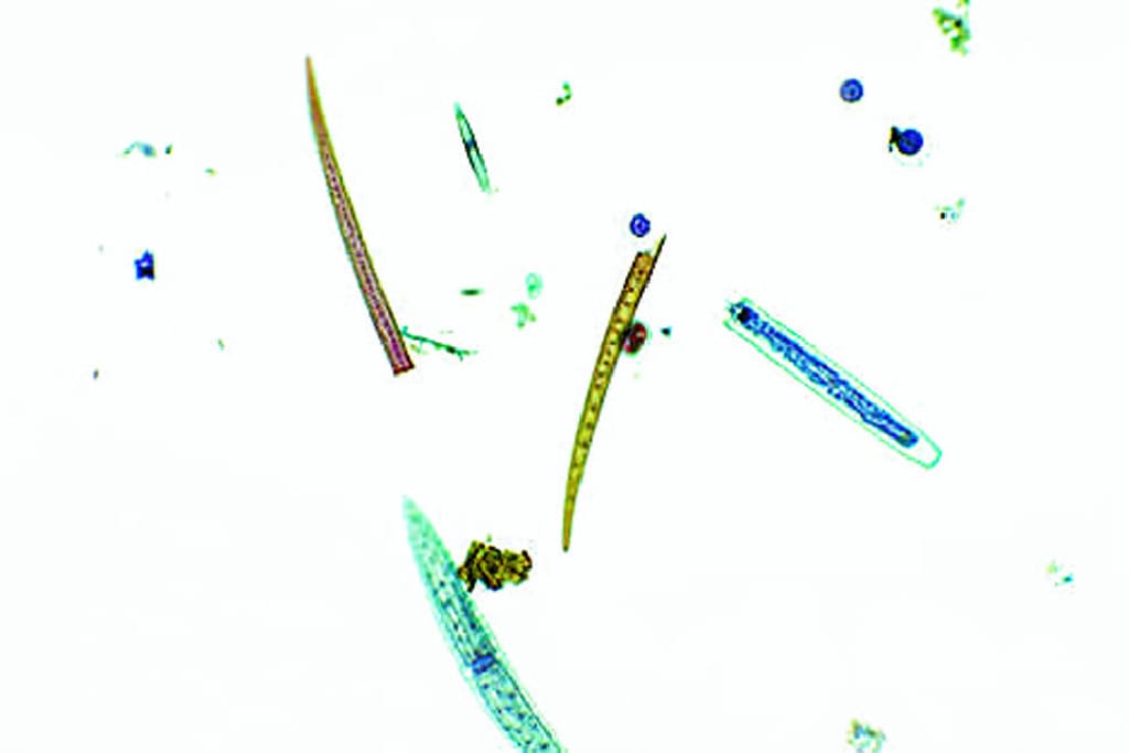 Introduction to Botany Slide Set