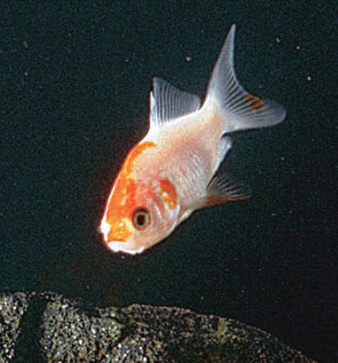 Ward's® Live Goldfish (20) and <i>Najas:</i> Pack of 1