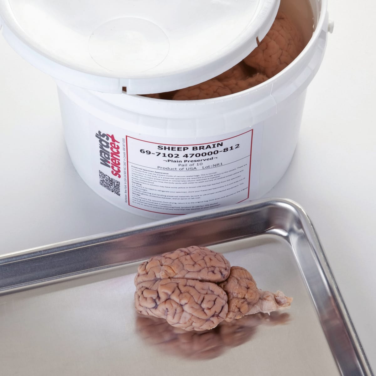 Ward's® Comparative Brain Collection