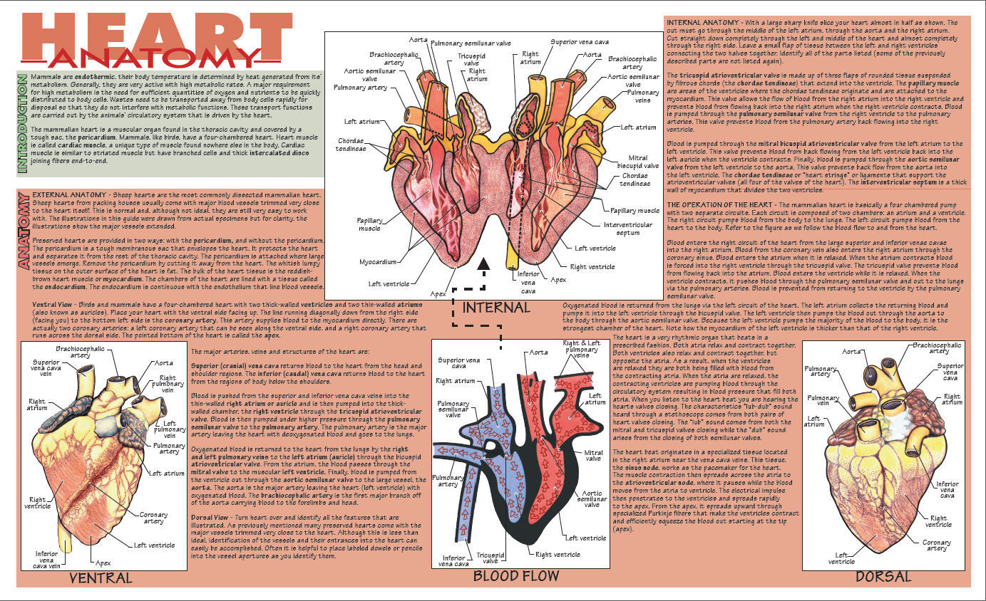 Placemat Dissection Guides