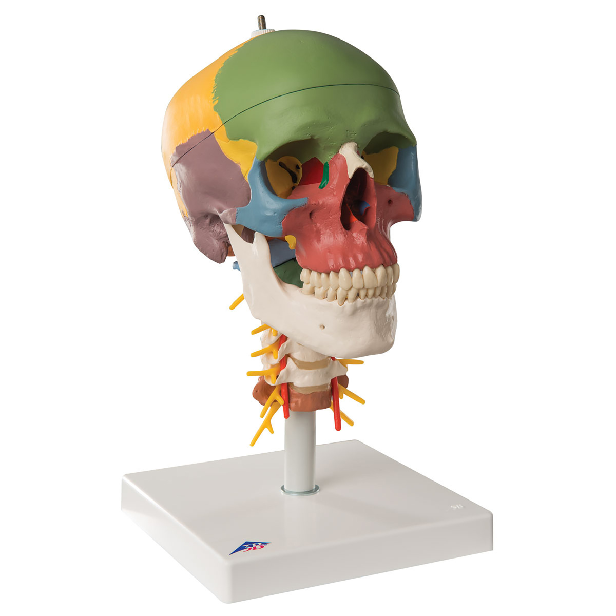 Didactic Skull And Cervical Spine