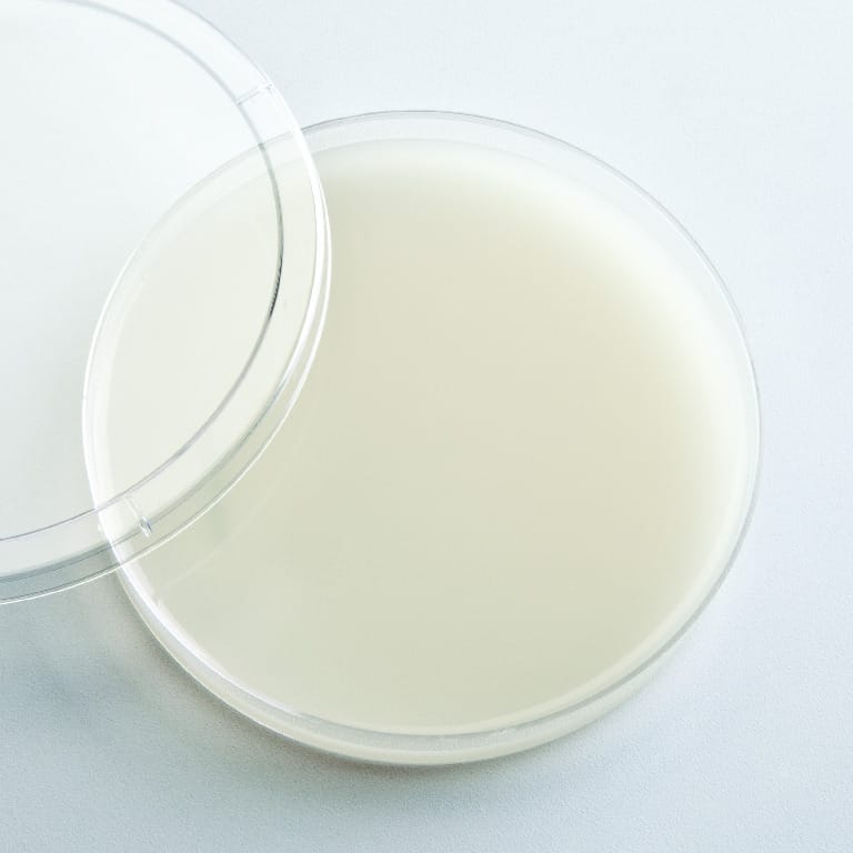 Prepared Starch Agar Media