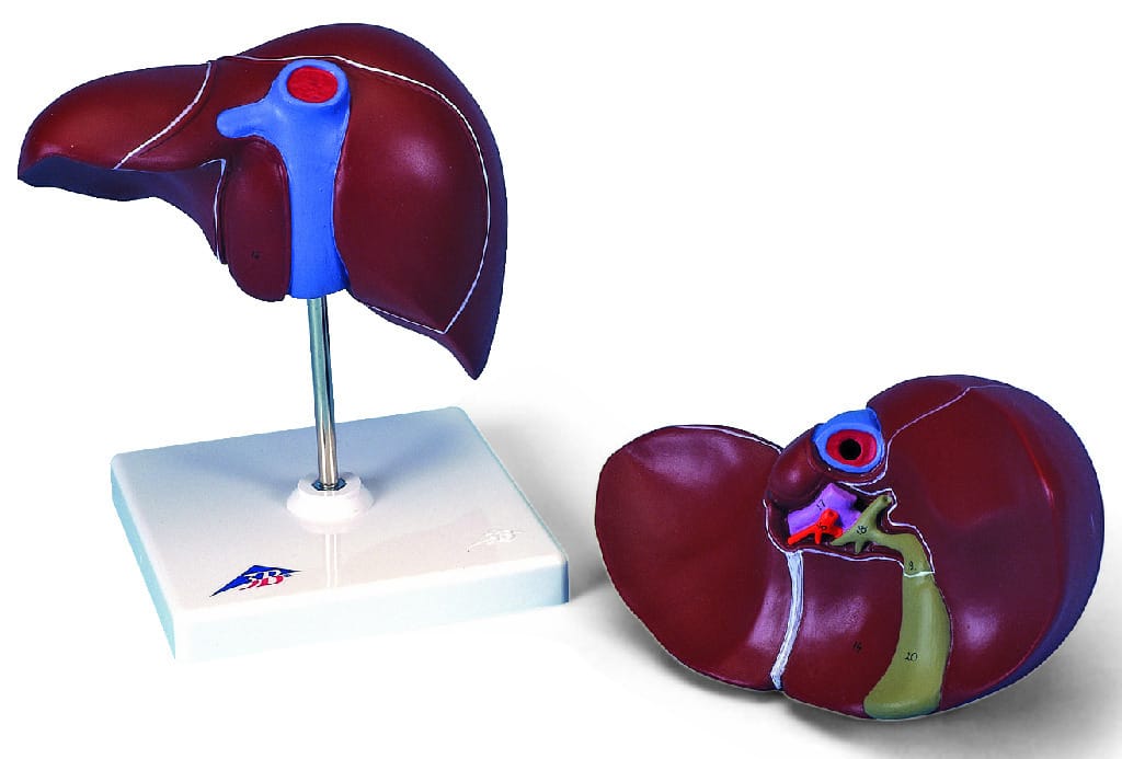 3B Scientific® Liver Model With Gallbladder