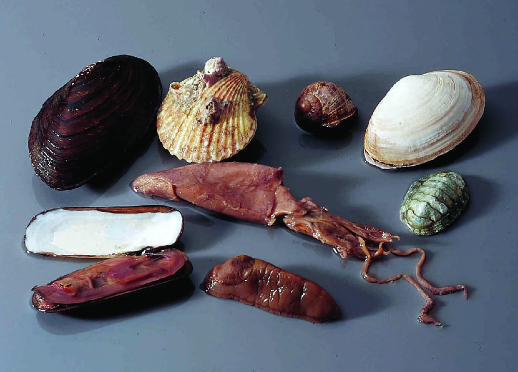 Ward's® Mollusc Collection
