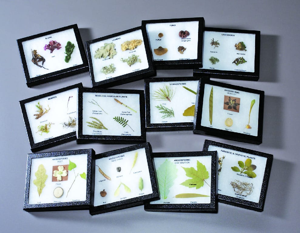 Plant Kingdom Riker Mount Collection