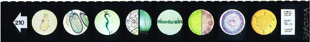 Monocots and Dicots Microslide