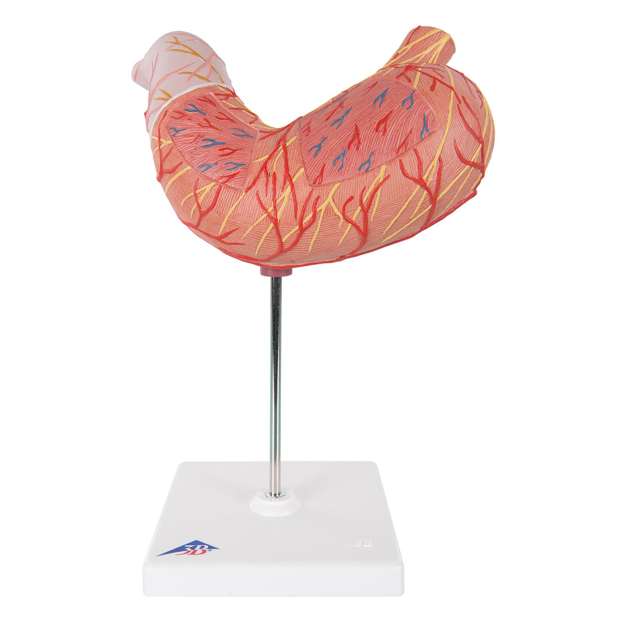 3B Scientific® Stomach Model