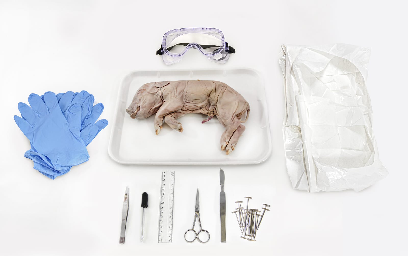 Ward’s Pure Preserved Individual Dissections
