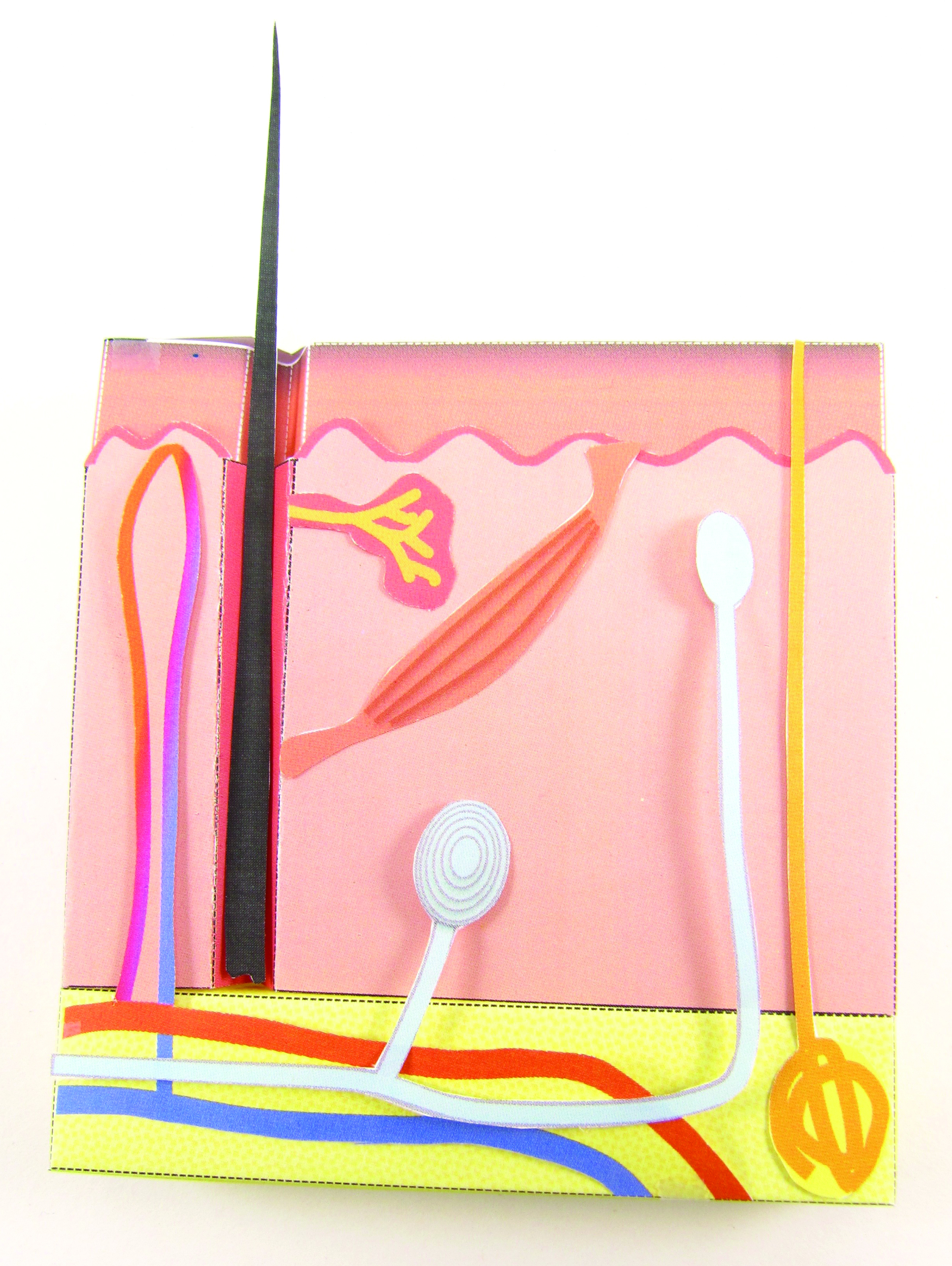 Human Anatomy 3D Models