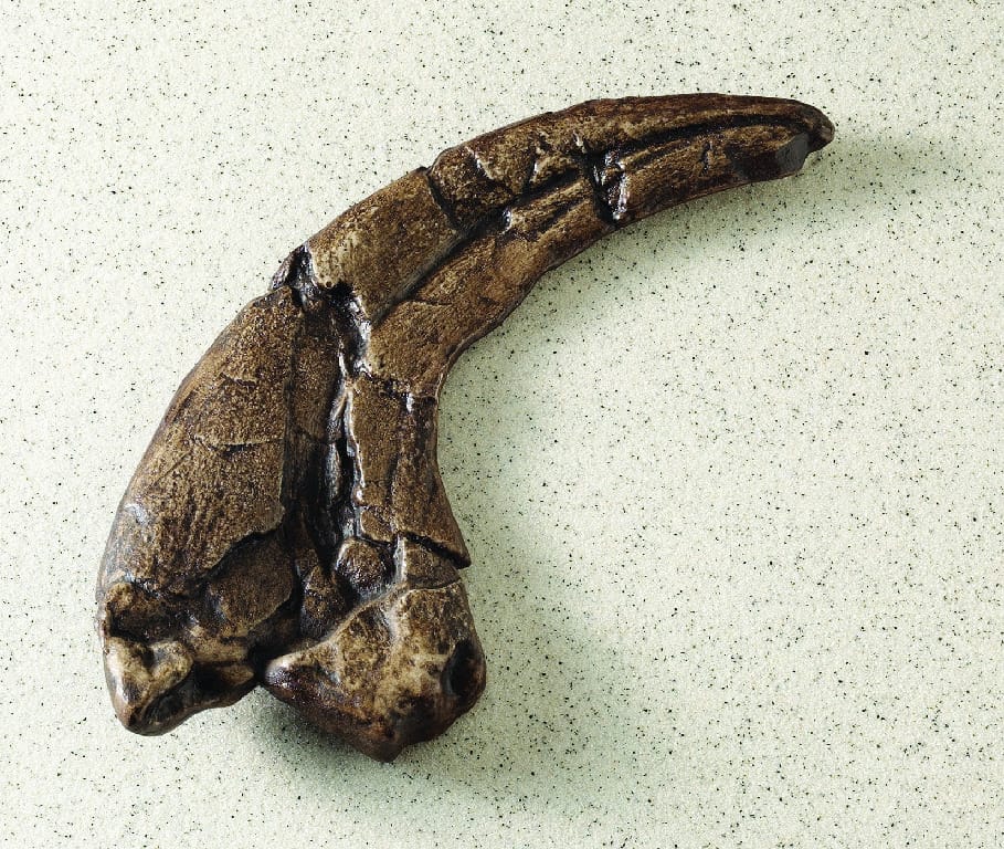 Utahraptor ostrommaysi (Cretaceous)
