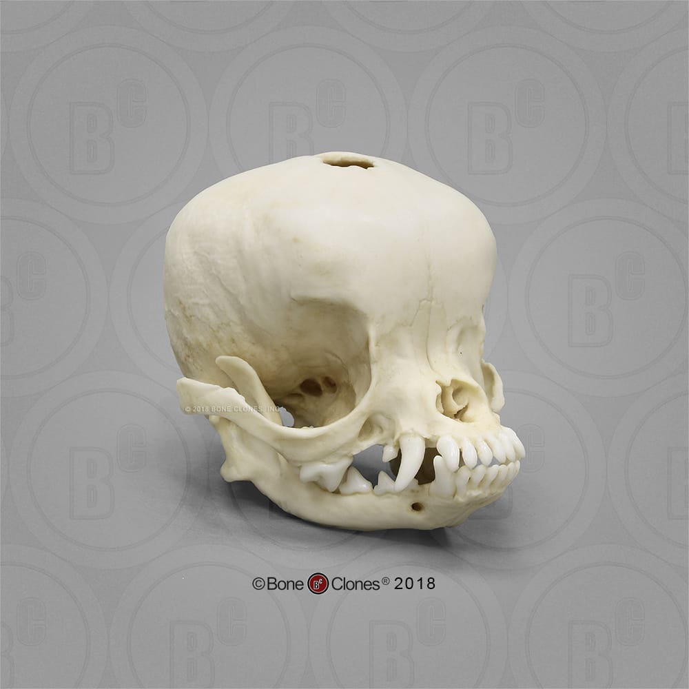 Bone Clones® Applehead Chihuahua Skull