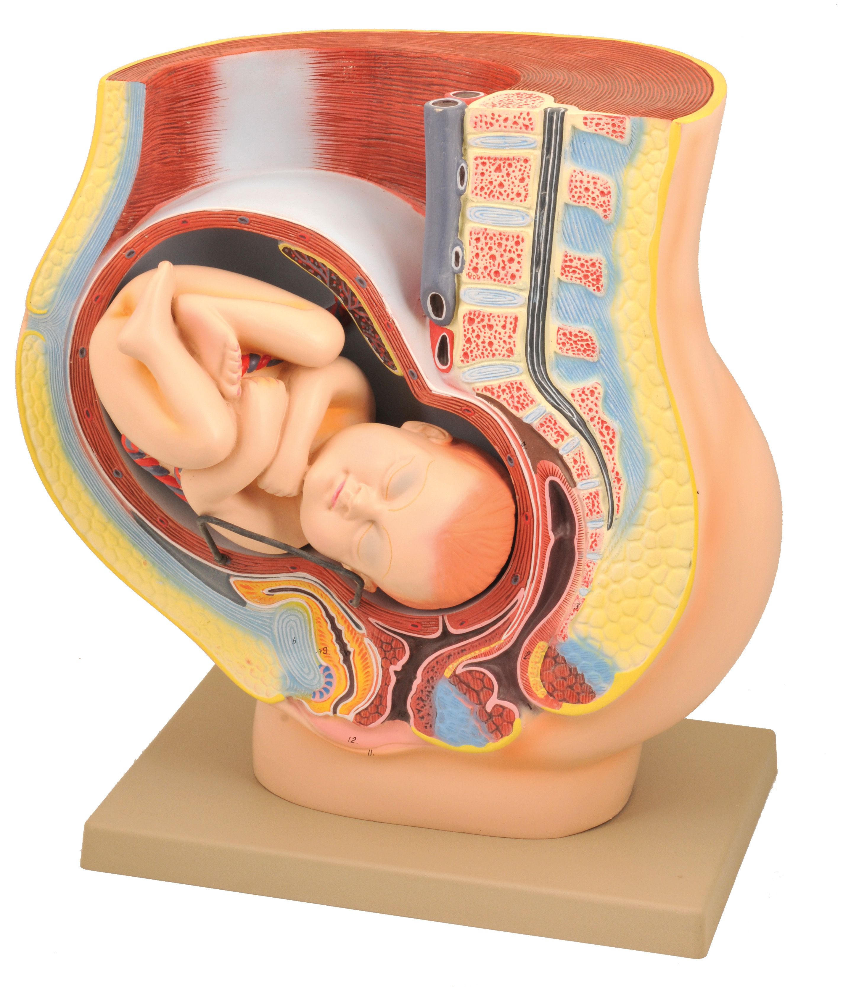 Eisco® Pregnancy Model with Pelvis and Fetus