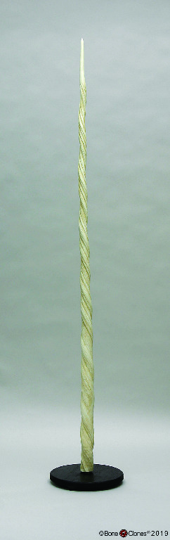 BoneClones® Narwhal Tusk