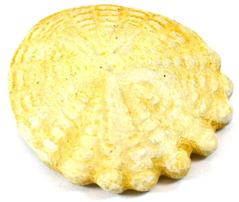 Urchin Fossil Replica, Eisco Scientific