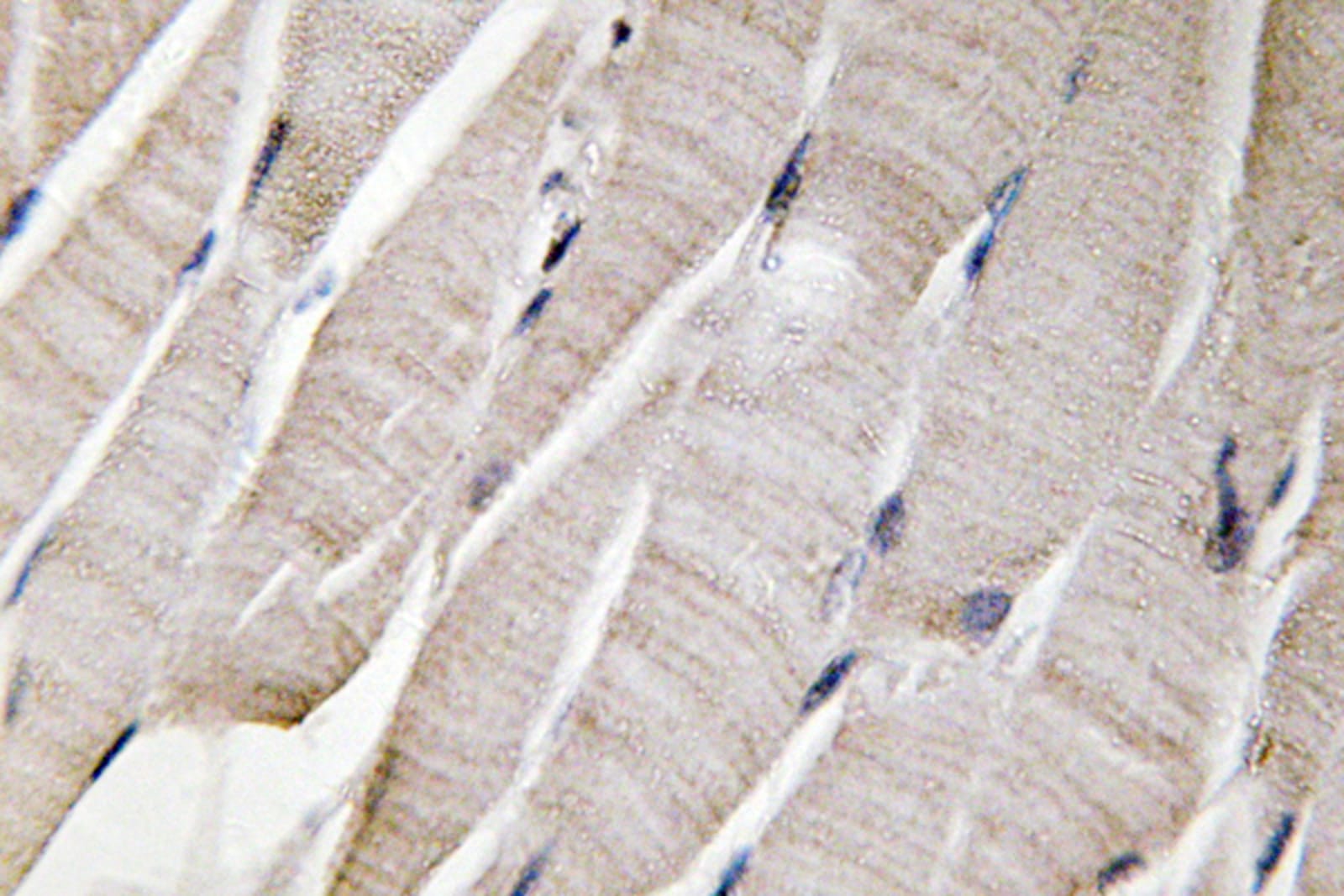 Anti-Defensin alpha 3 Rabbit Polyclonal Antibody | VWR, part of Avantor