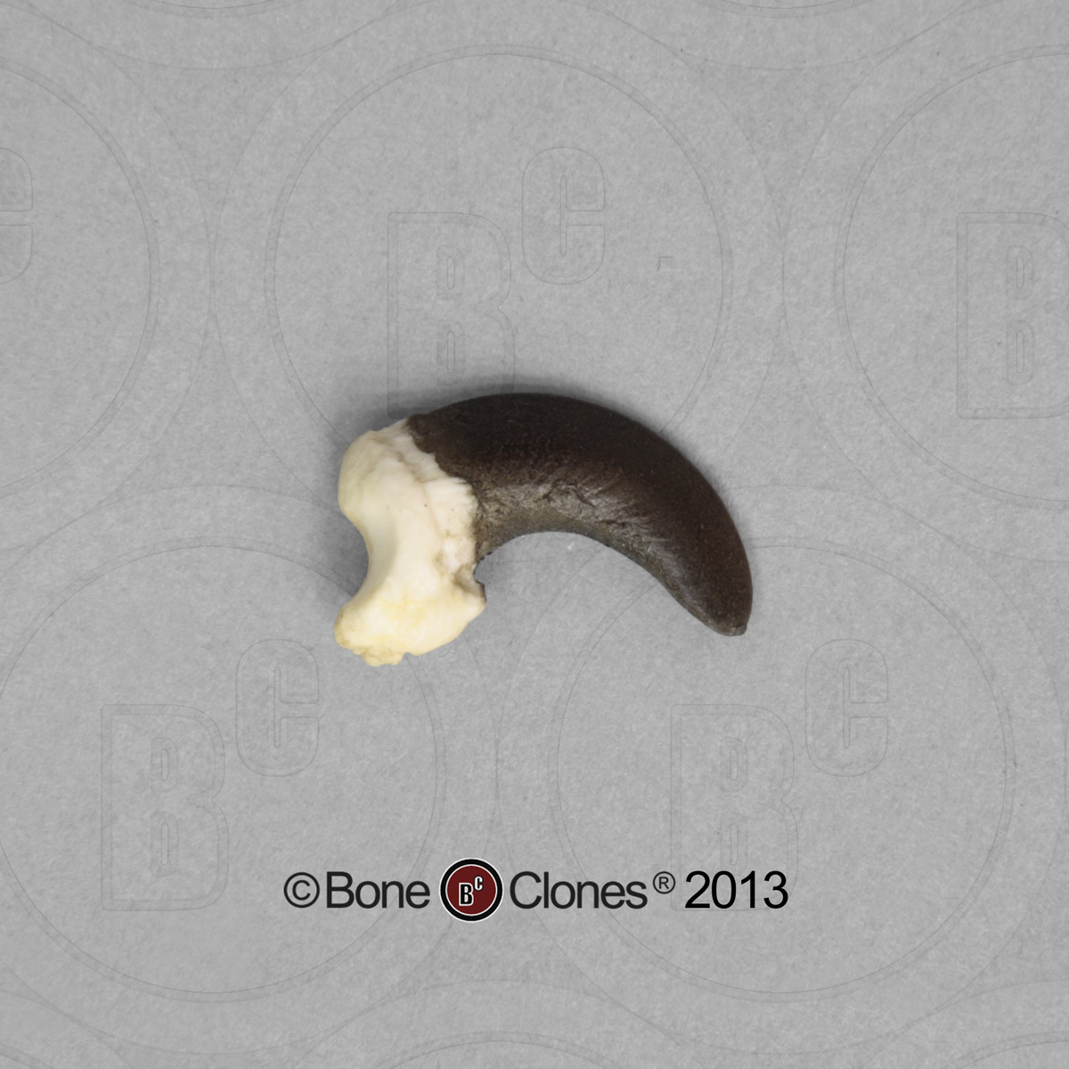 Bone Clones® North American Bird Eggs