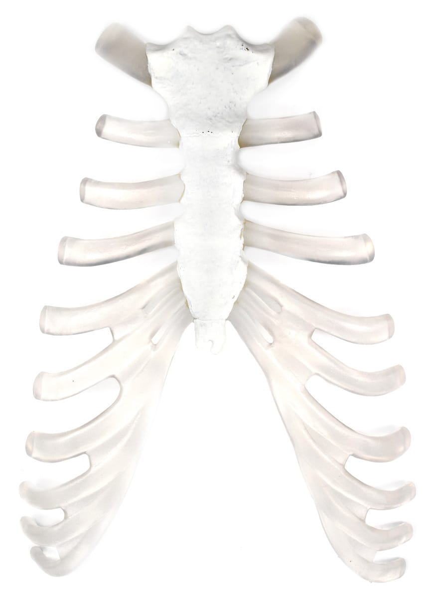 Eisco® Individual Bones