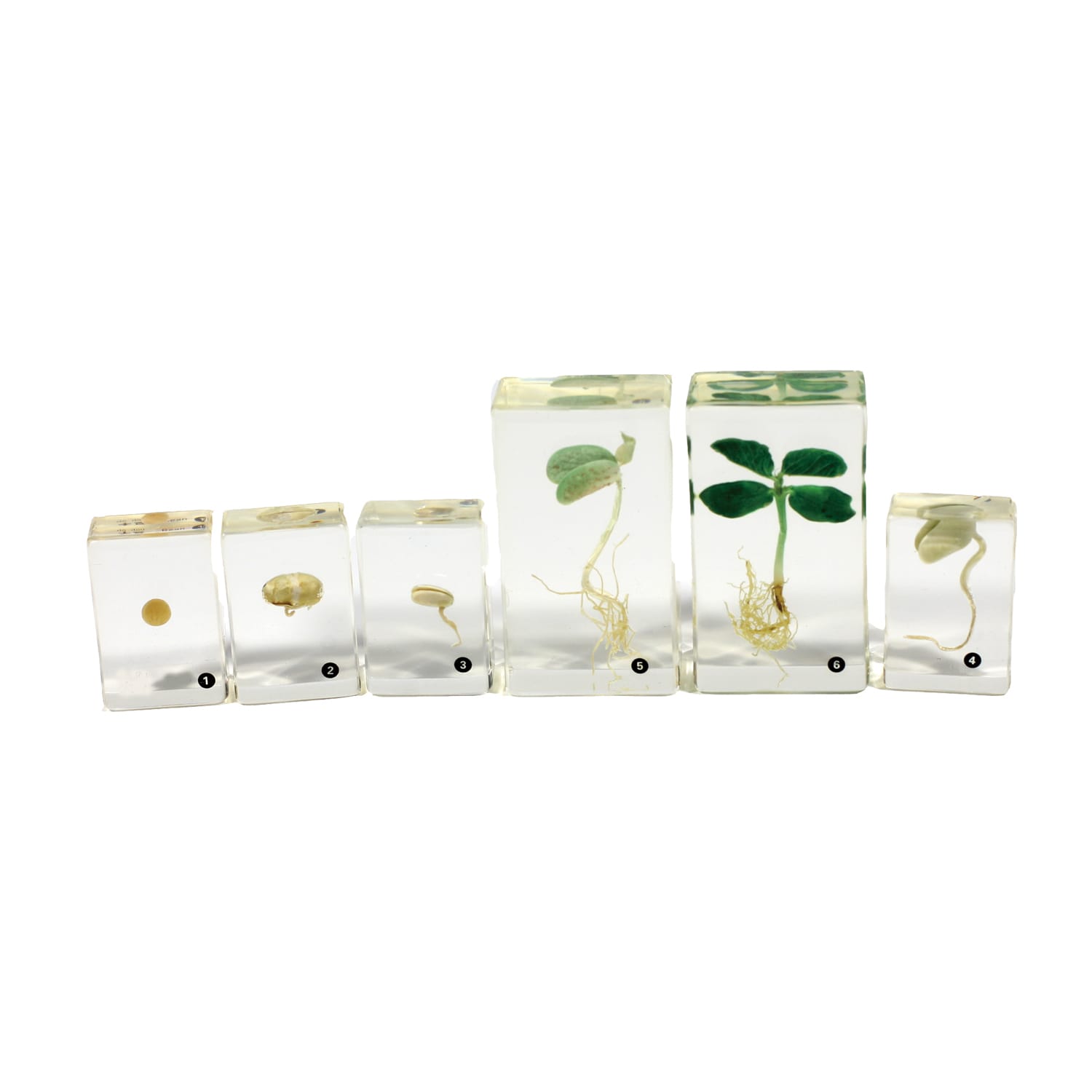 Bean Germination Plastomount Set of 6
